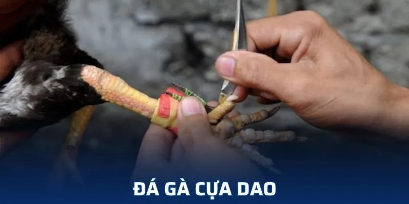 đá gà cựa dao