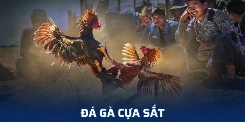 đá gà cựa sắt