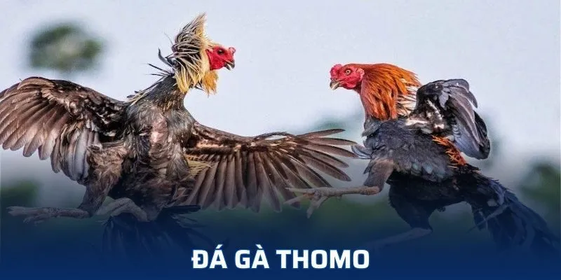 đá gà Thomo