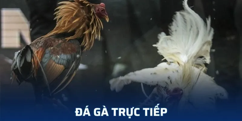 đá gà trực tiếp